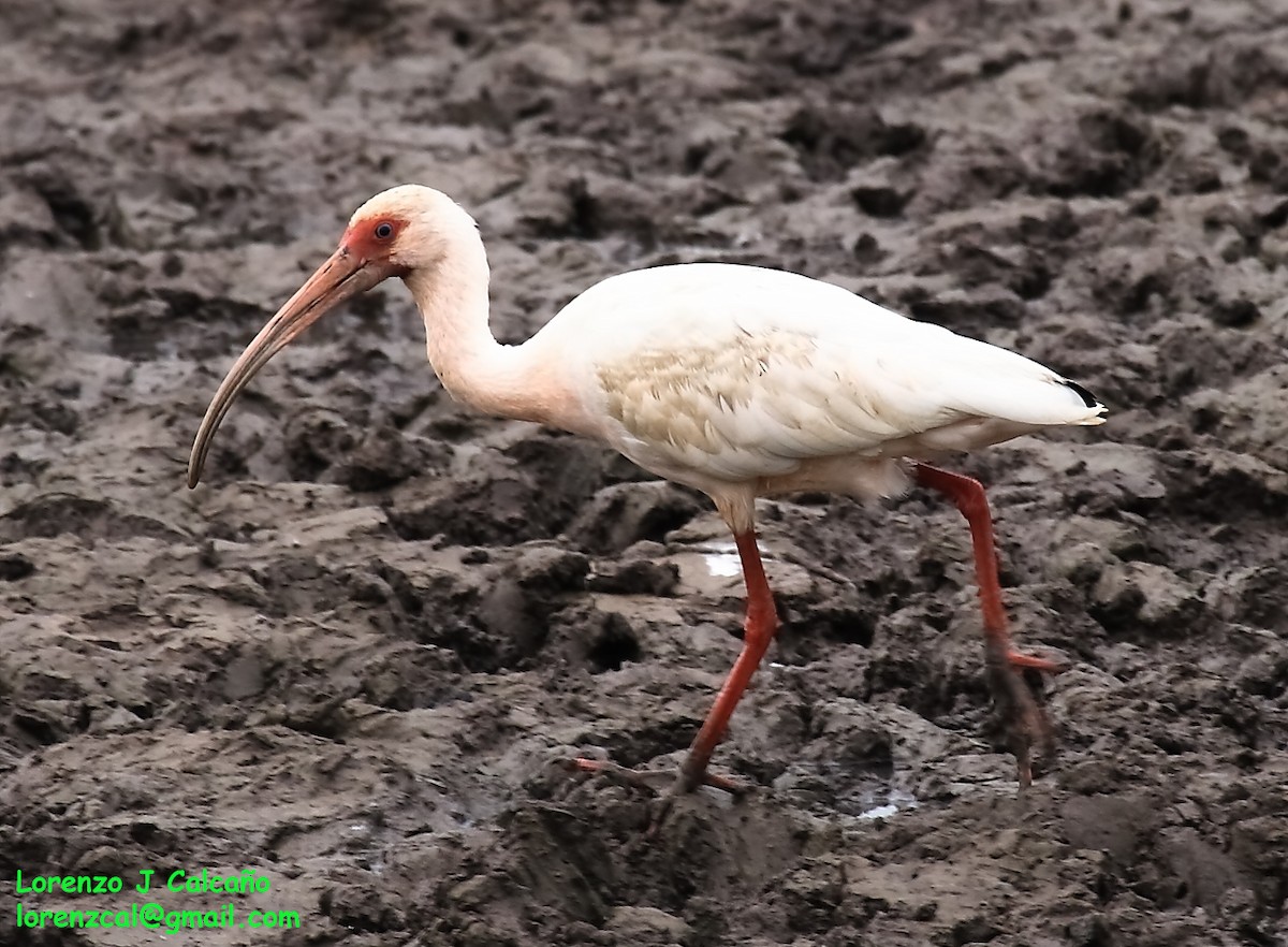 ibis bílý - ML191944891