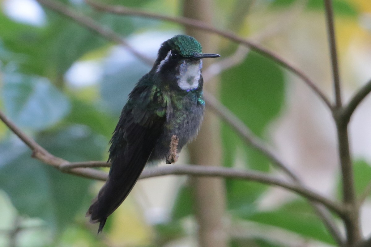 White-throated Mountain-gem - ML191946101