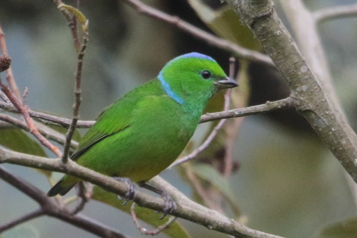 Golden-browed Chlorophonia - ML191948861