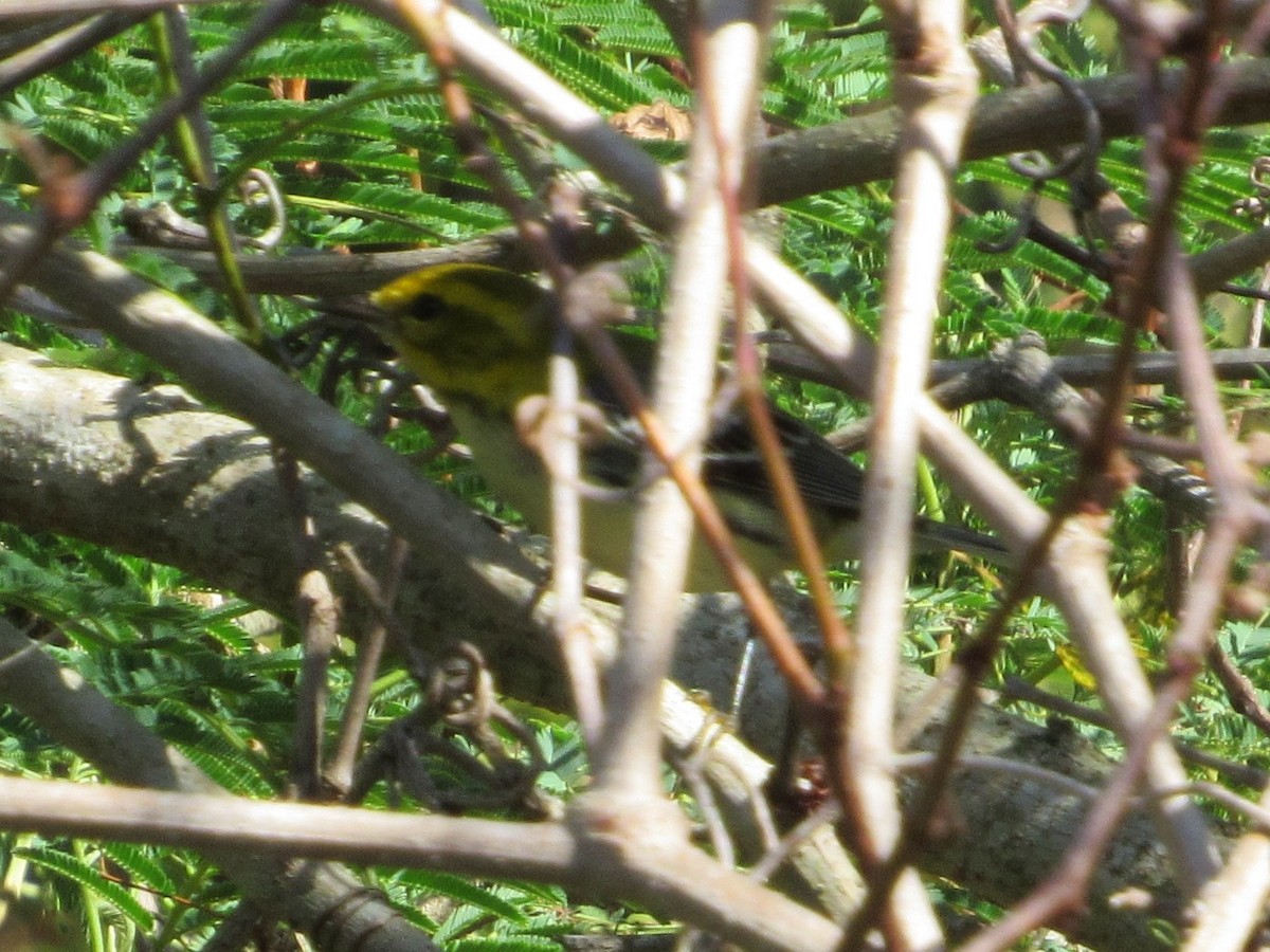 Black-throated Green Warbler - ML191948951