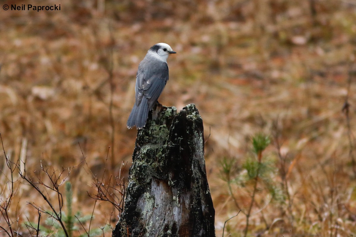 Canada Jay - ML191948971