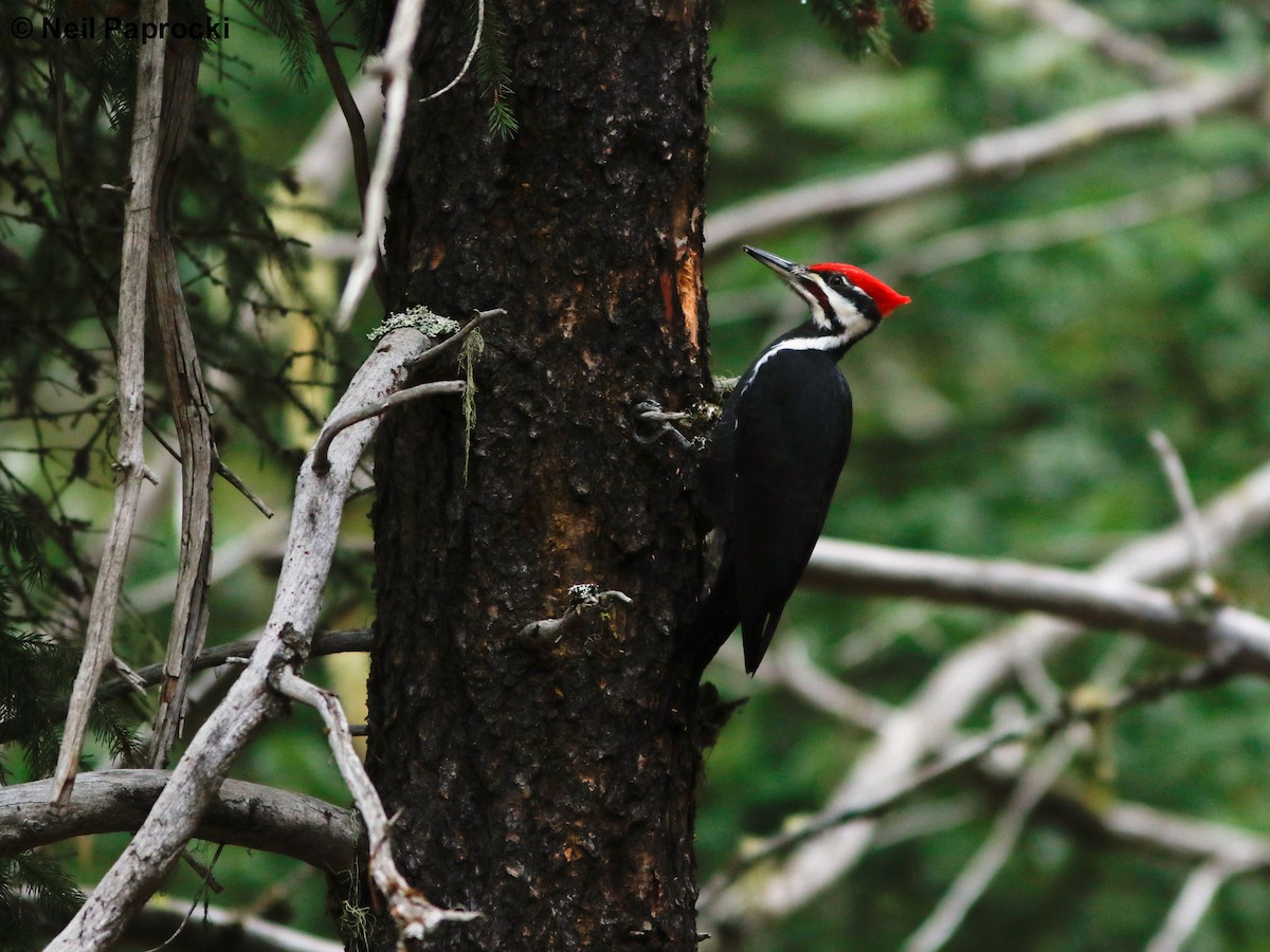 Pileated Woodpecker - ML191949171