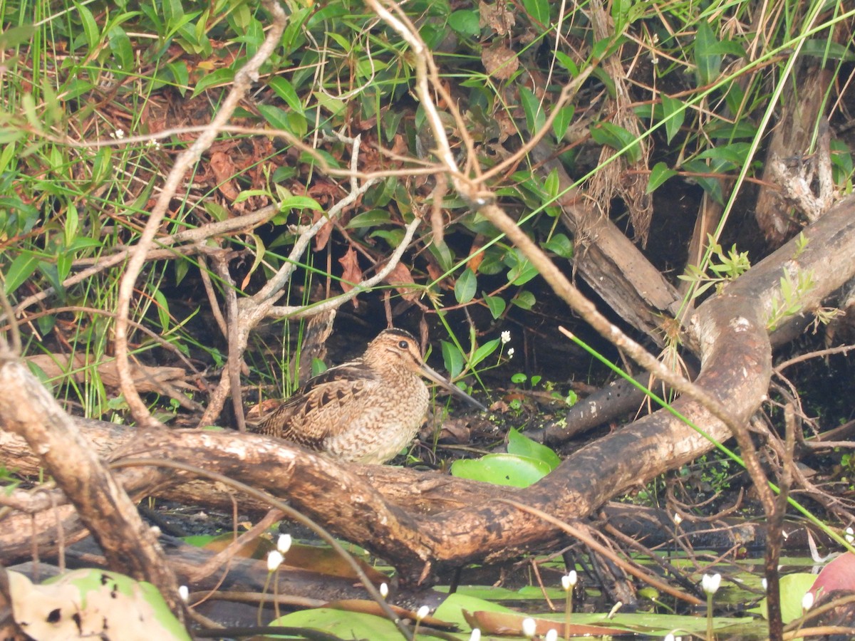 Latham's Snipe - ML191951111