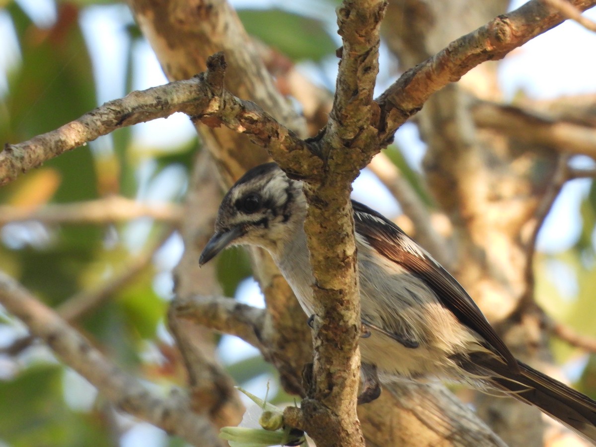 White-eared Monarch - ML191951451