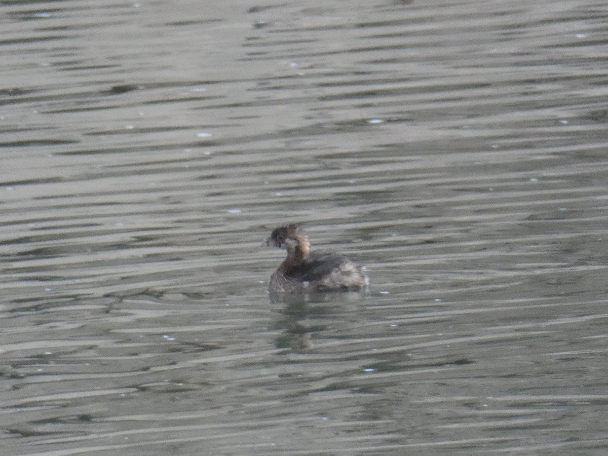 Pied-billed Grebe - ML191951611