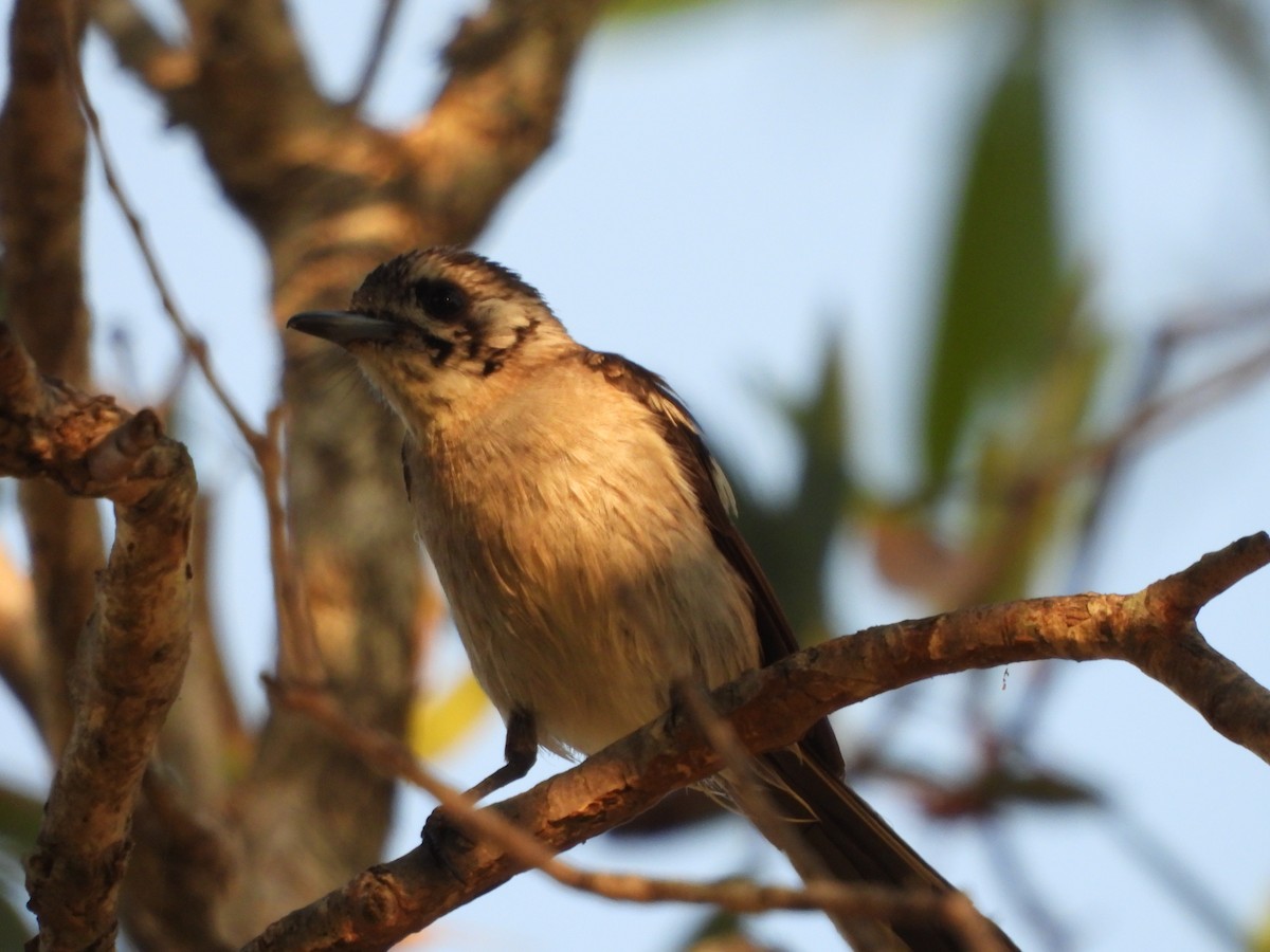 White-eared Monarch - ML191951641