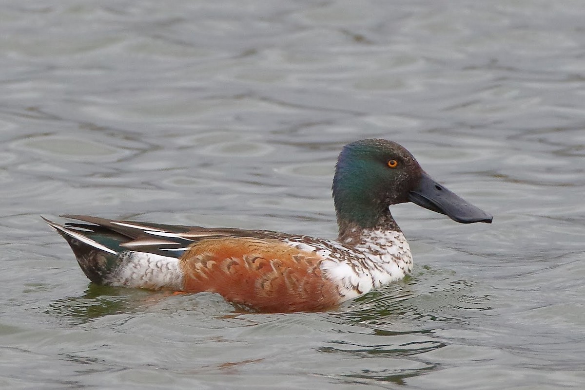 Northern Shoveler - ML191951761