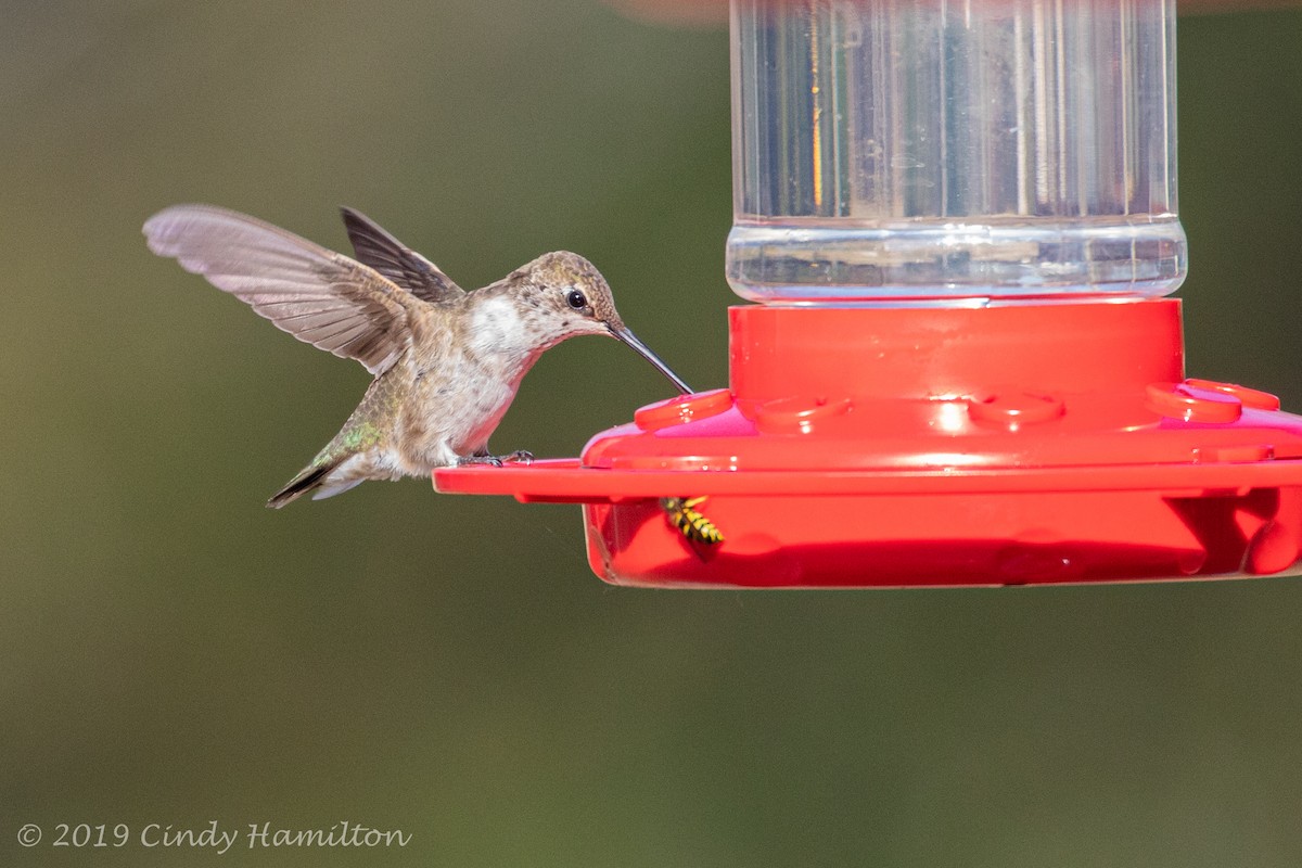 Black-chinned Hummingbird - ML191952051