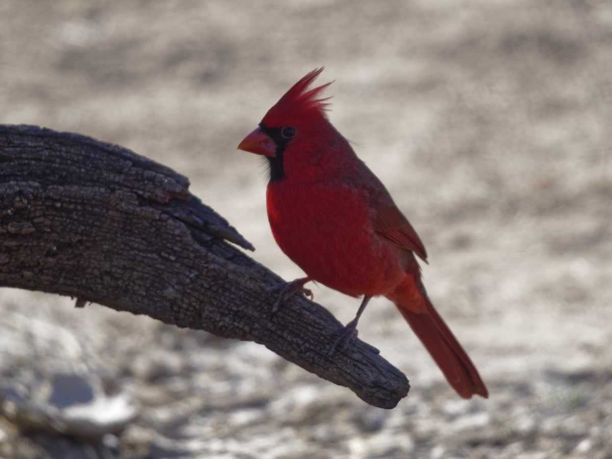 Cardinal rouge - ML191954741