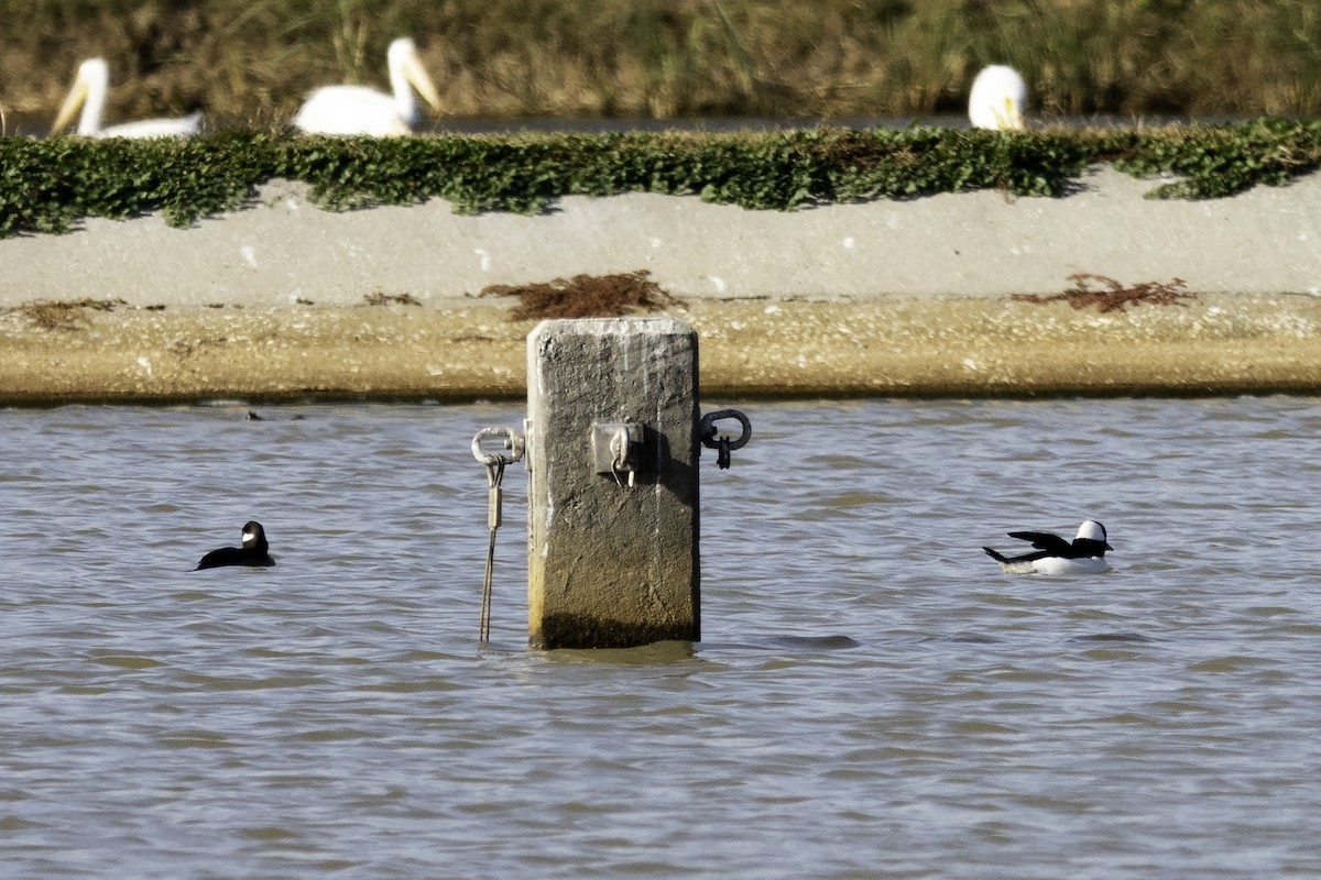 Bufflehead - ML191955081