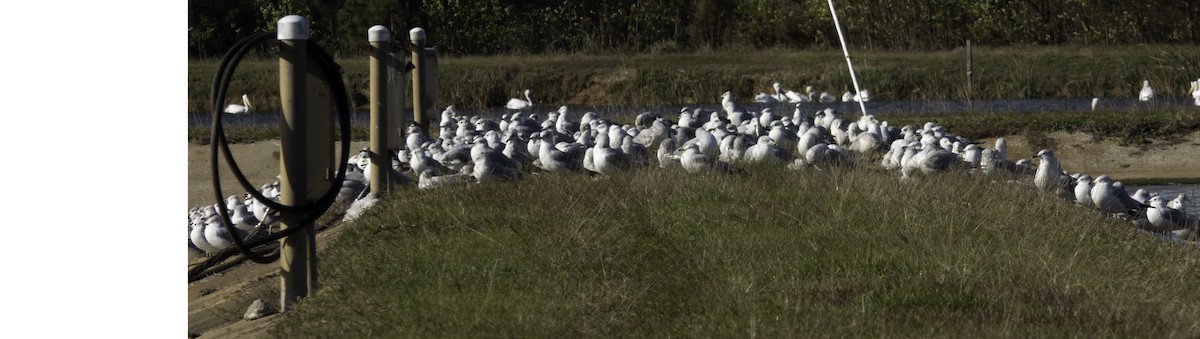 Ring-billed Gull - ML191955321