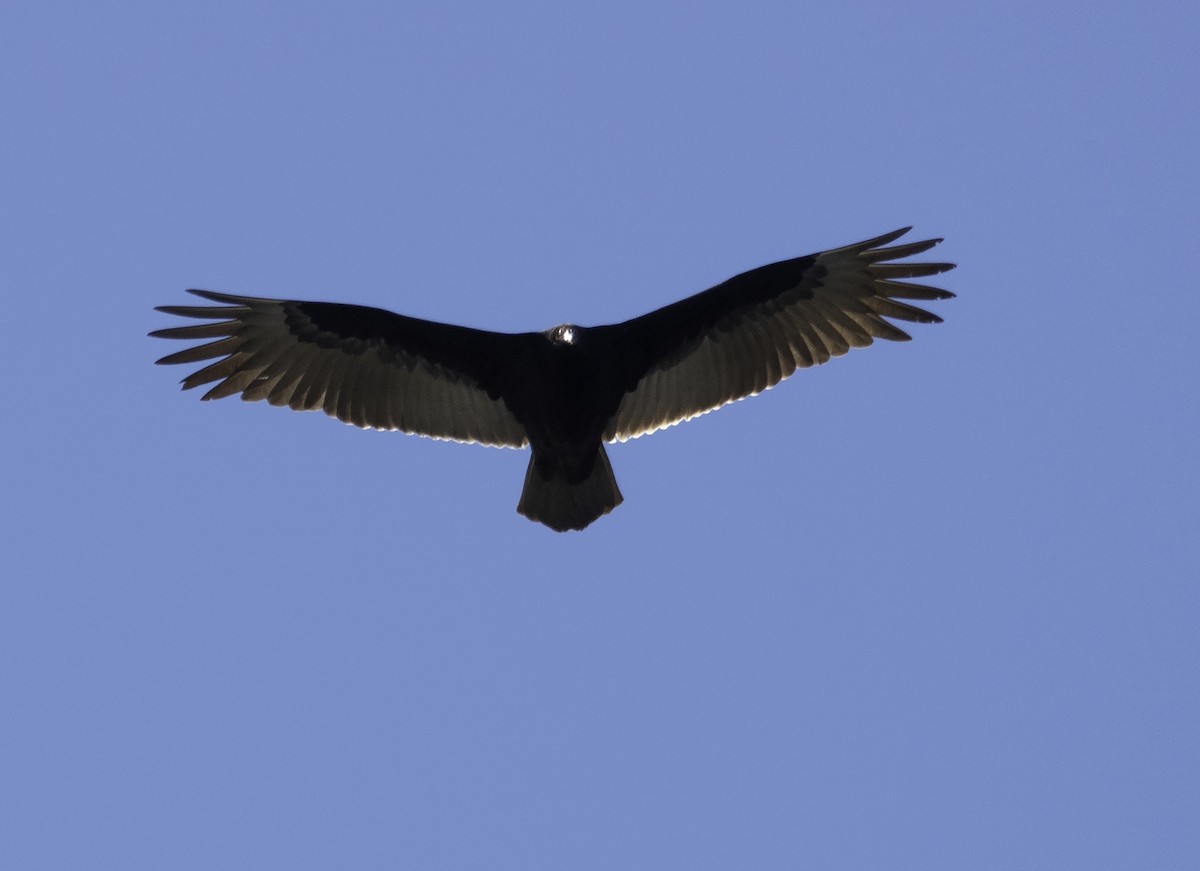 Turkey Vulture - Wendy Allen