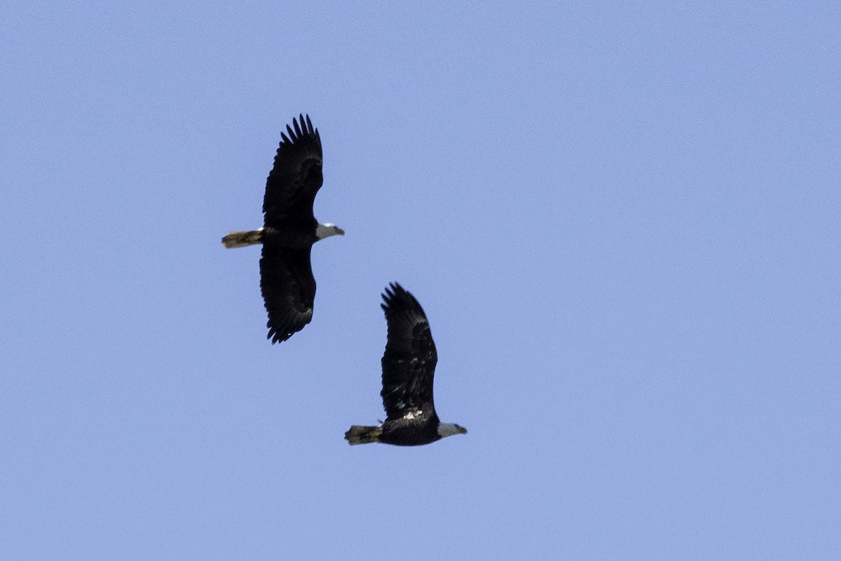 Bald Eagle - ML191955821