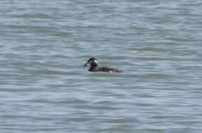 Surf Scoter - ML191956261