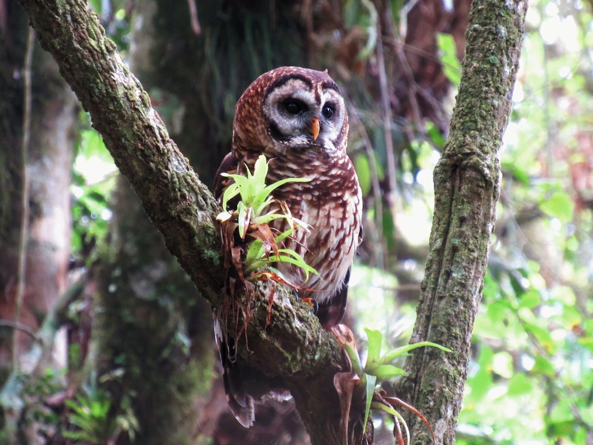 Fulvous Owl - ML191956871