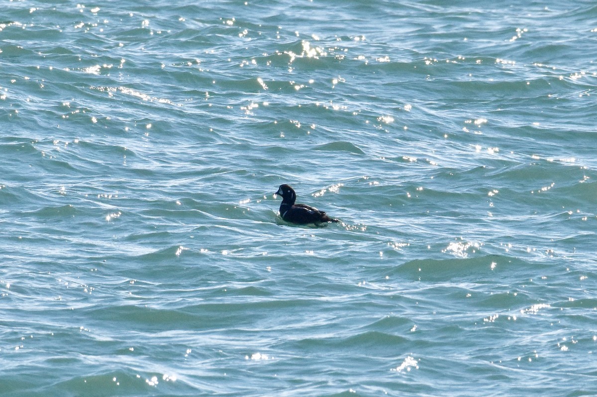 Harlequin Duck - ML191957571