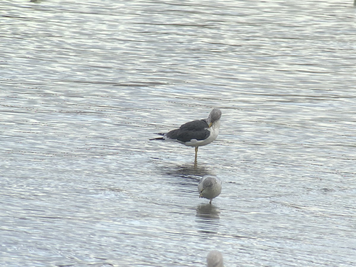 Lesser Black-backed Gull - David Rankin