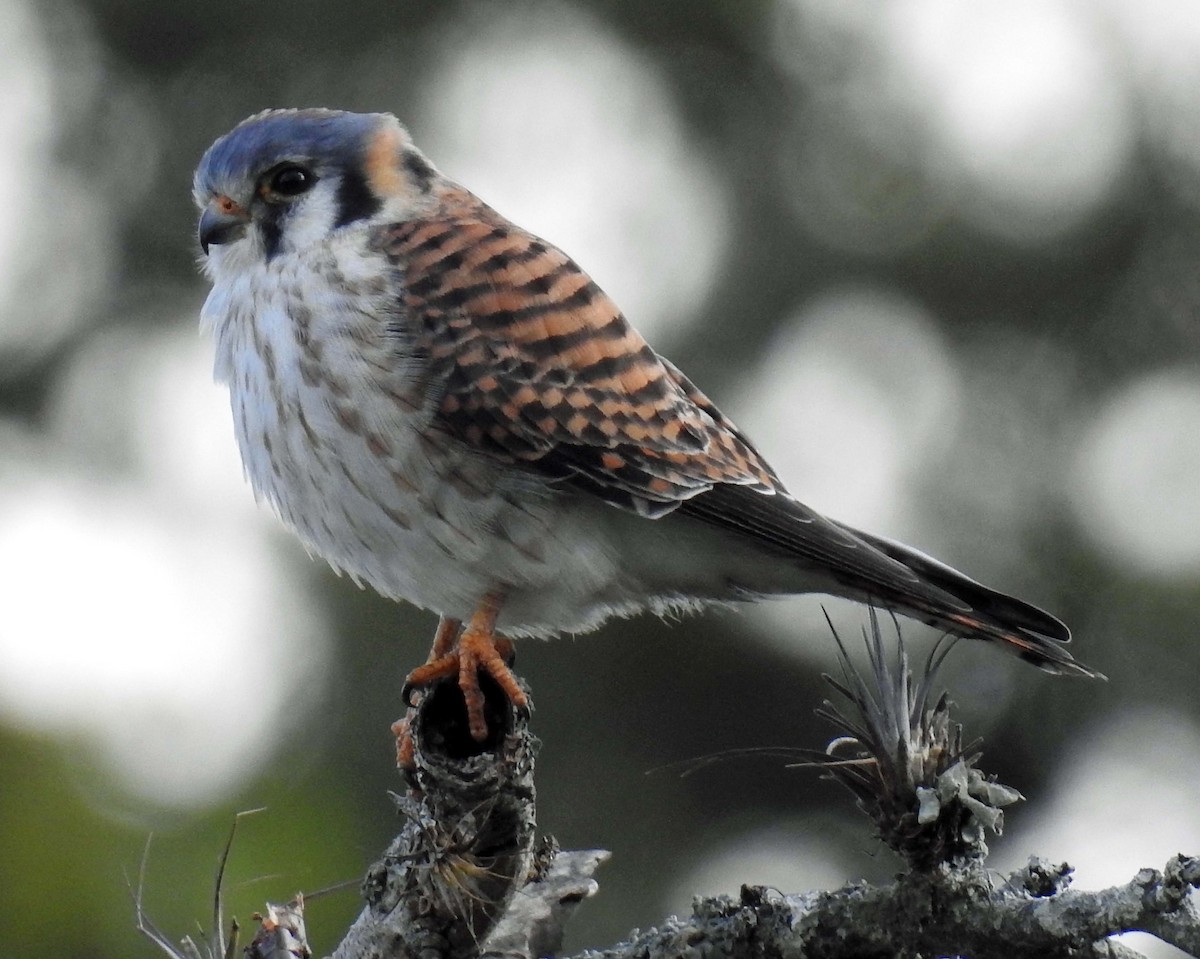 American Kestrel - Danilo Moreno