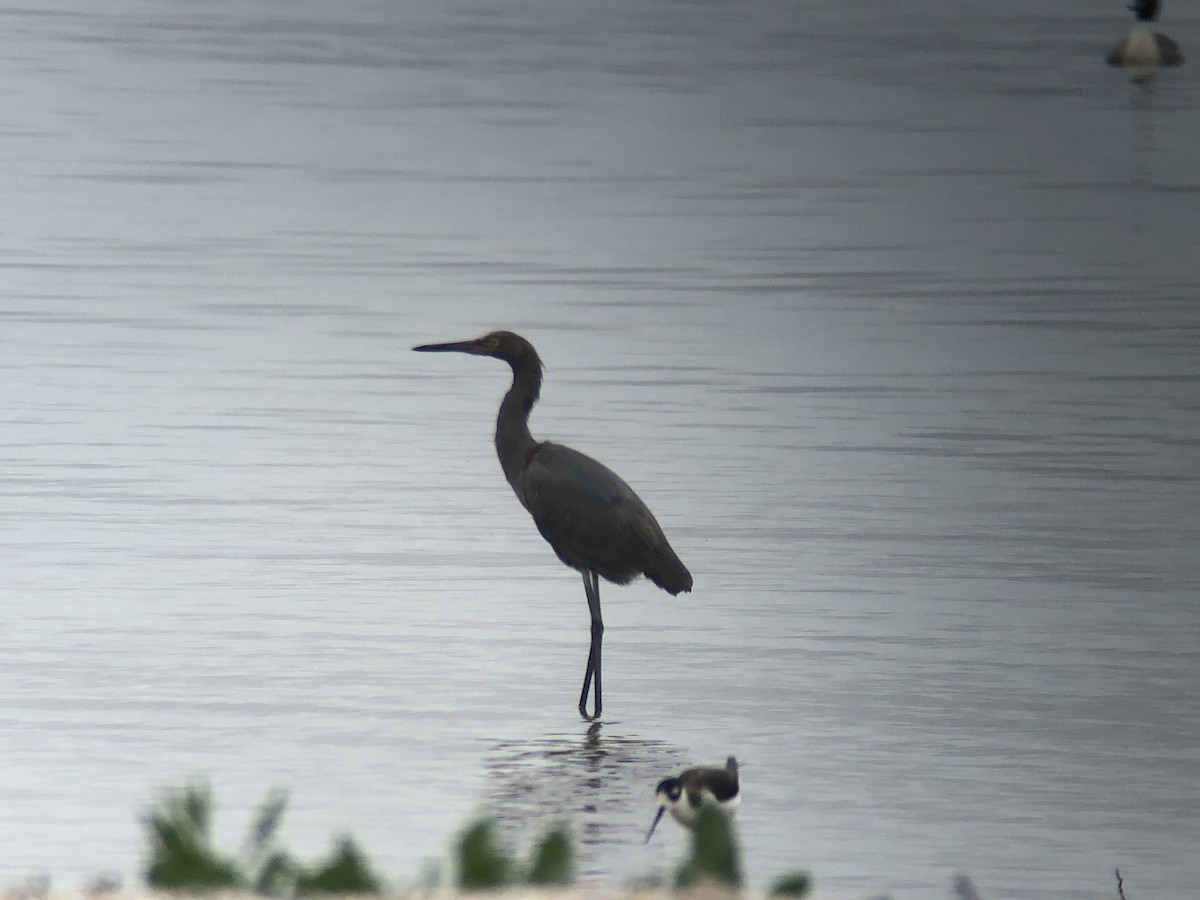 Reddish Egret - ML191960251