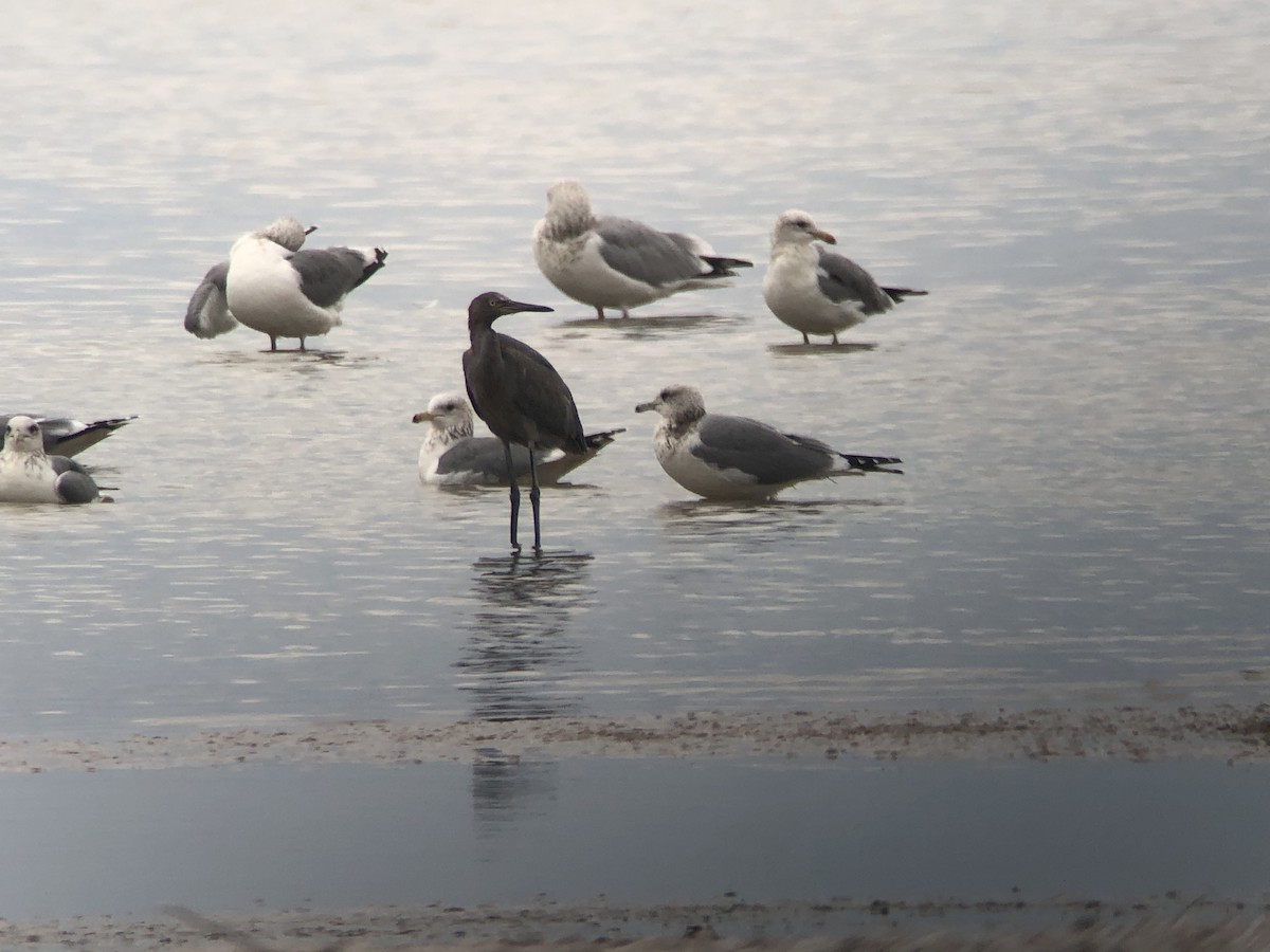 Reddish Egret - ML191960261