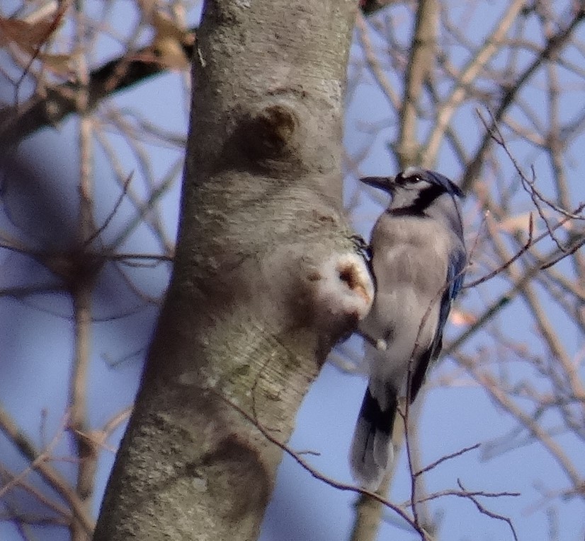 Blue Jay - ML191960771