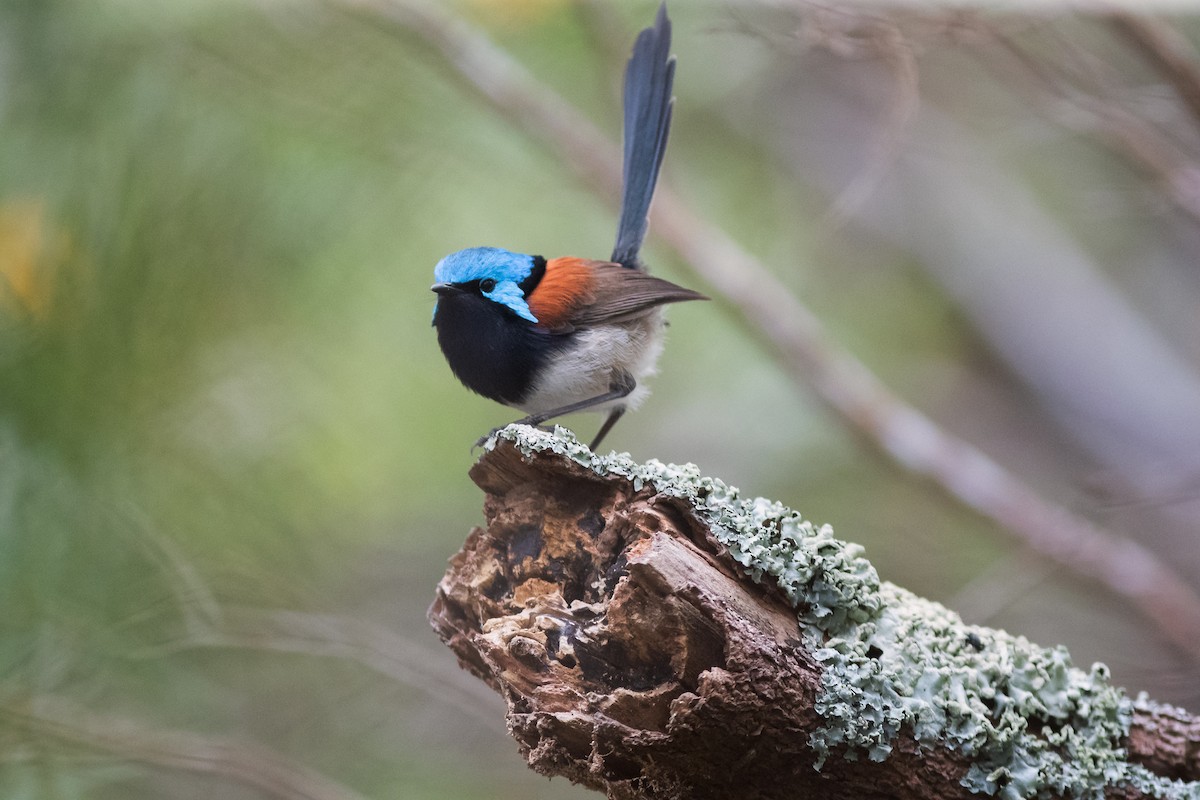 Red-winged Fairywren - ML191961051