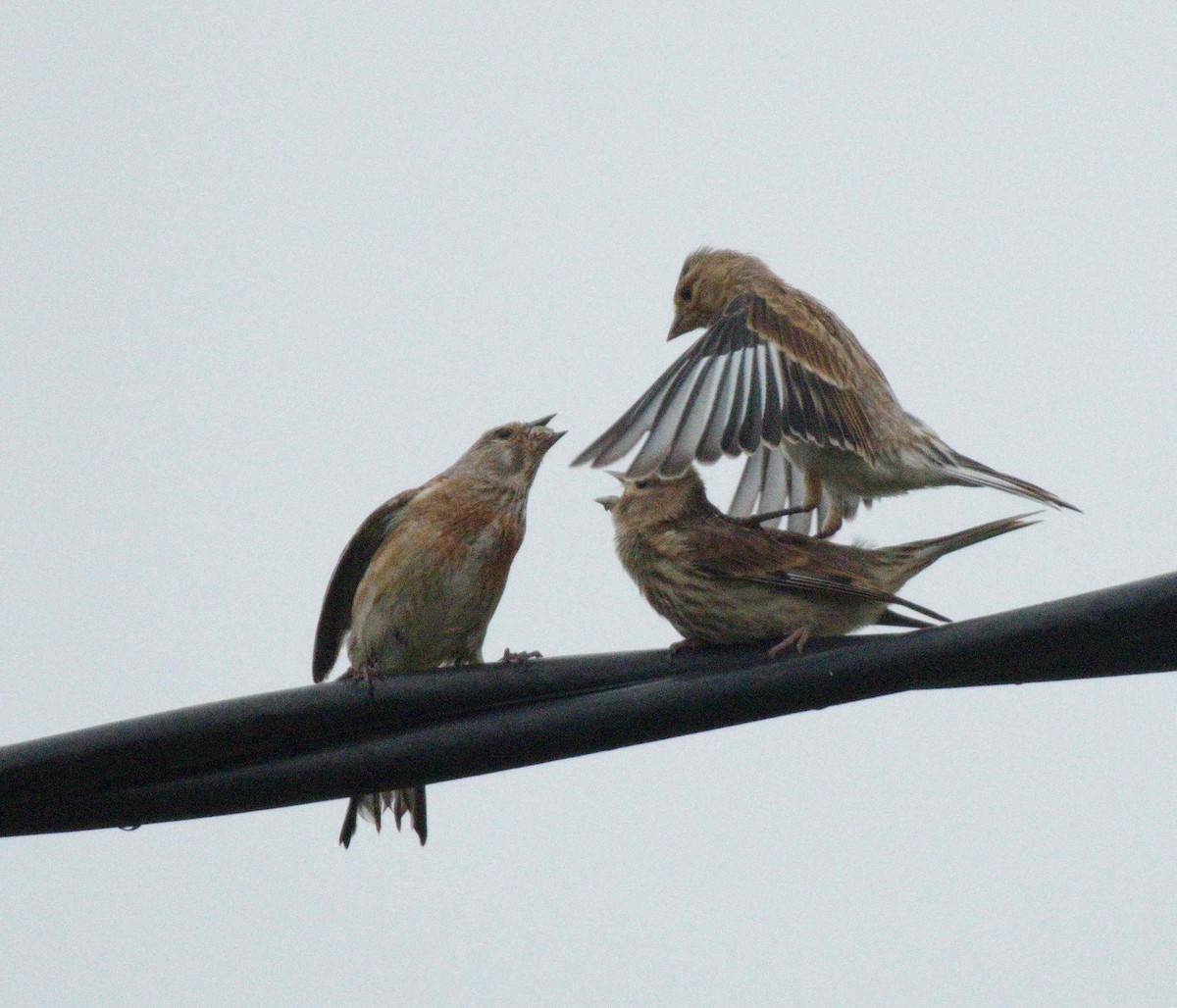 Eurasian Linnet - ML191961201