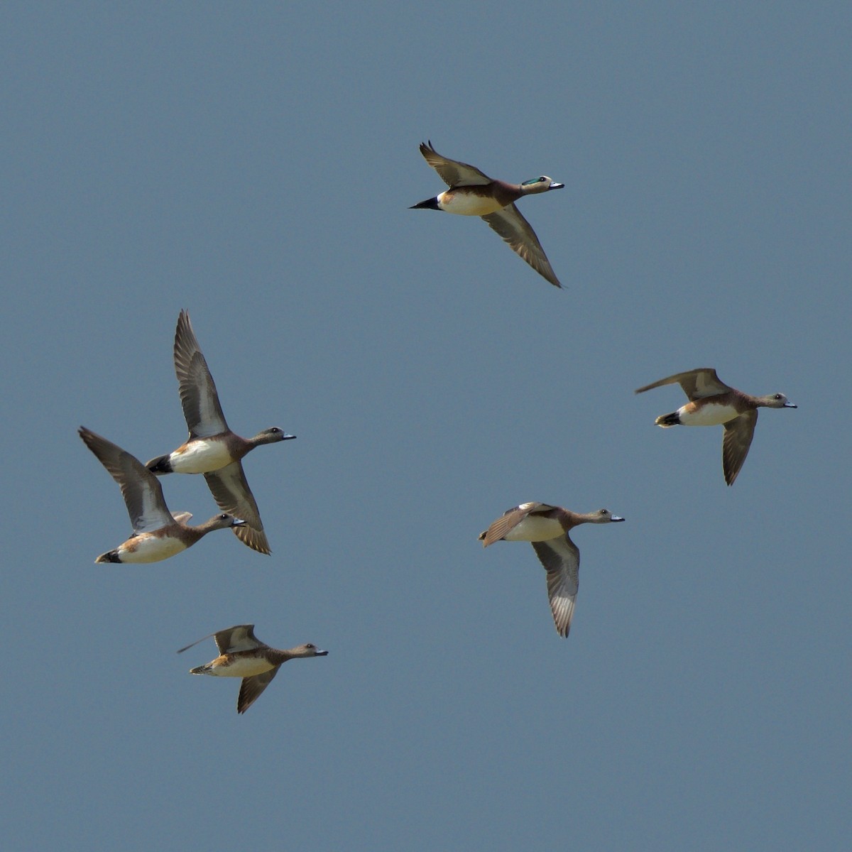 American Wigeon - Jan Cubilla