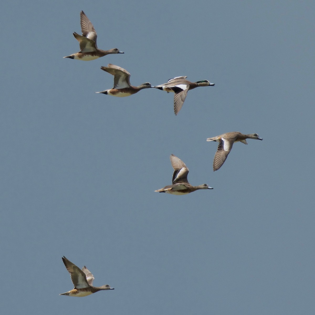 American Wigeon - Jan Cubilla