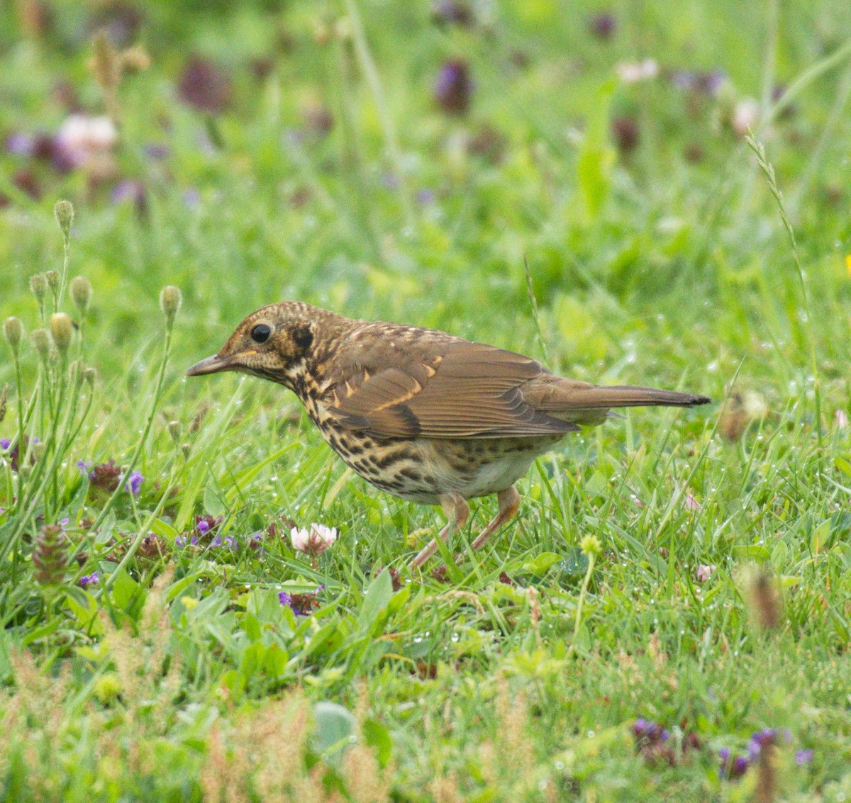 Song Thrush - ML191962851