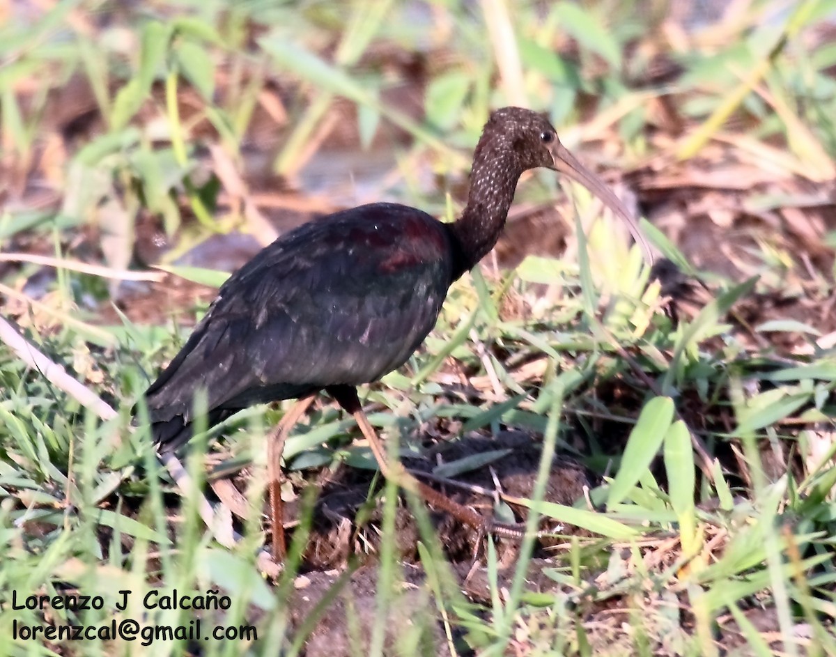 ibis hnědý - ML191962941