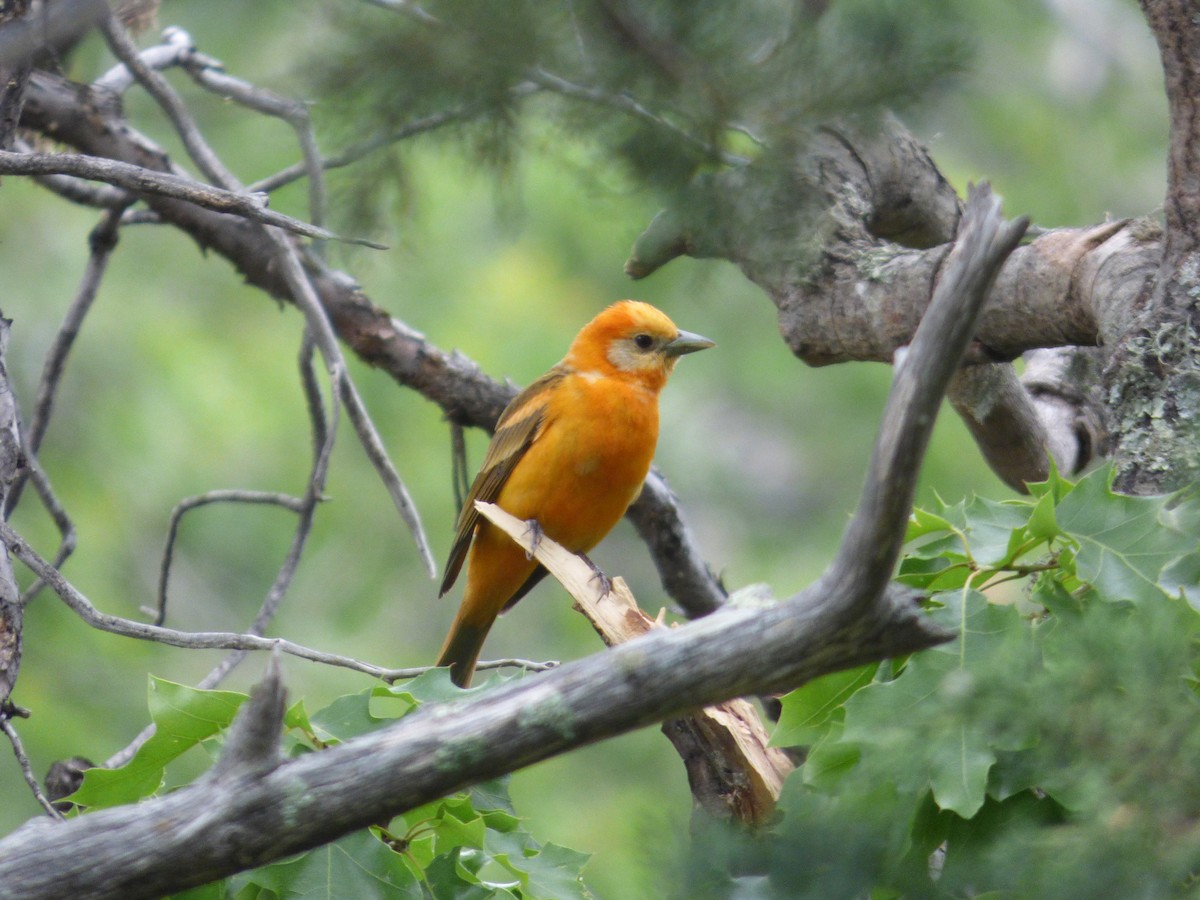 Western x Flame-colored Tanager (hybrid) - ML191963371