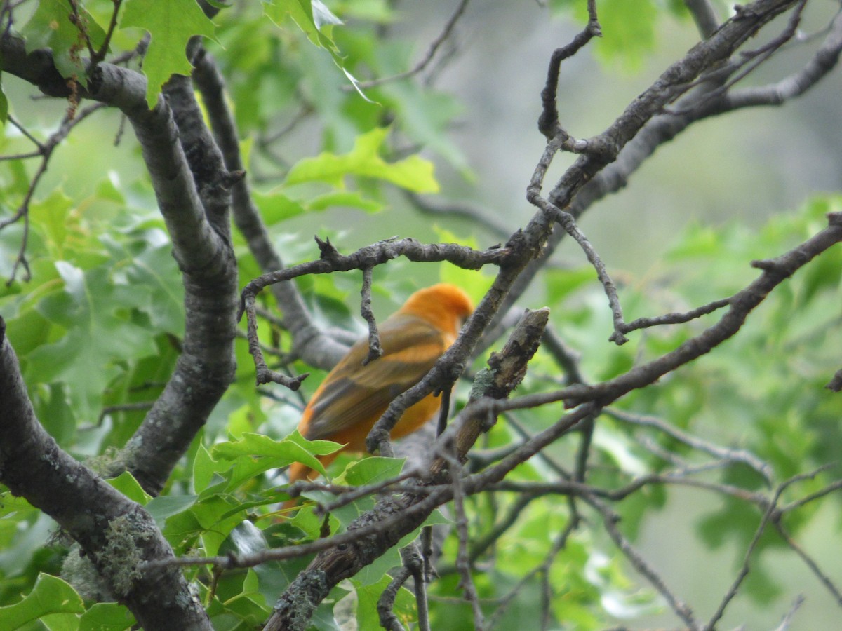 Western x Flame-colored Tanager (hybrid) - ML191963381