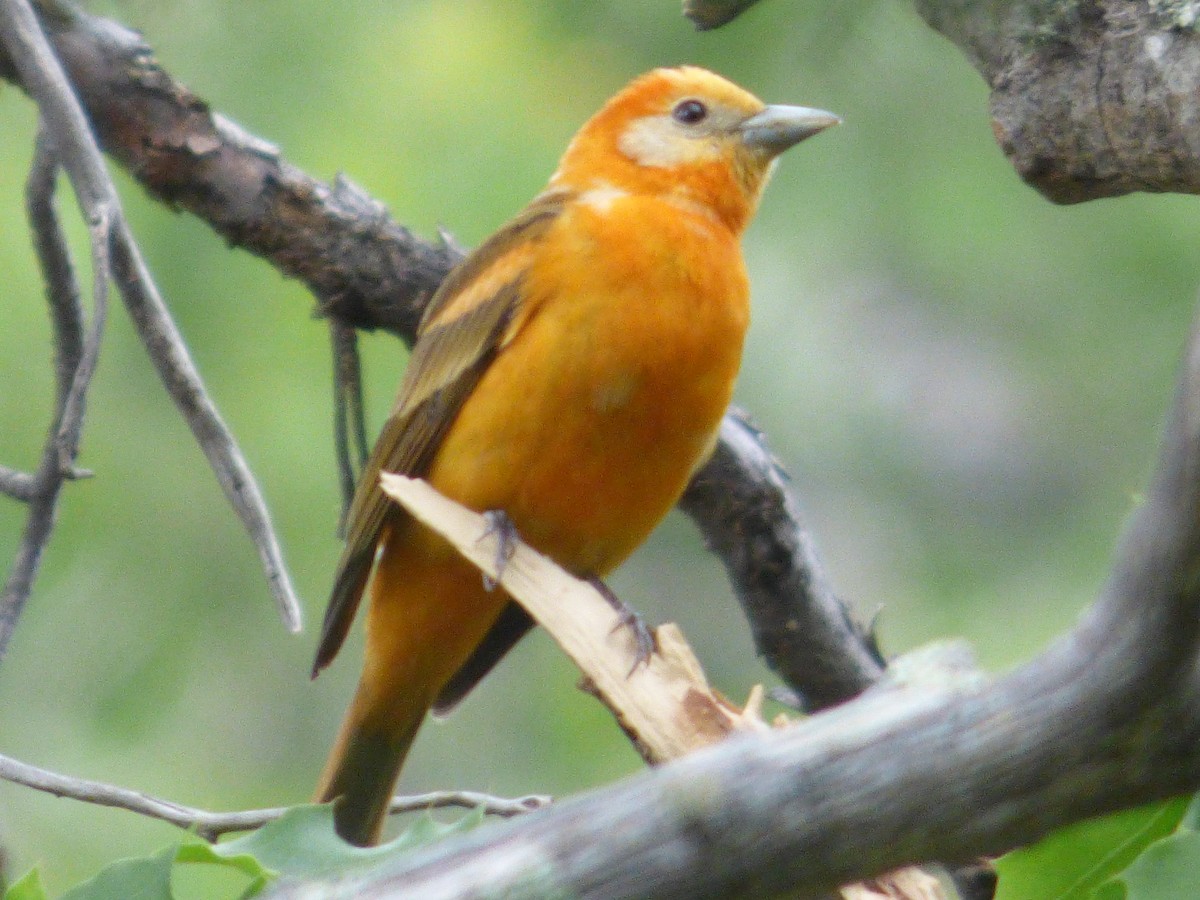 Western x Flame-colored Tanager (hybrid) - ML191963391