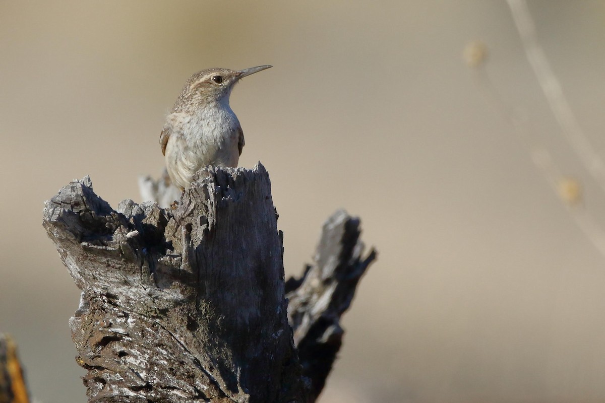 Rock Wren - ML191963901