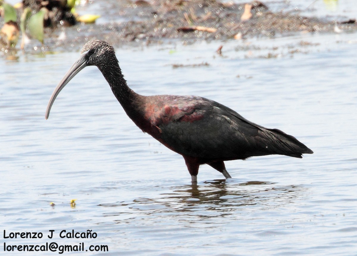 ibis hnědý - ML191964391