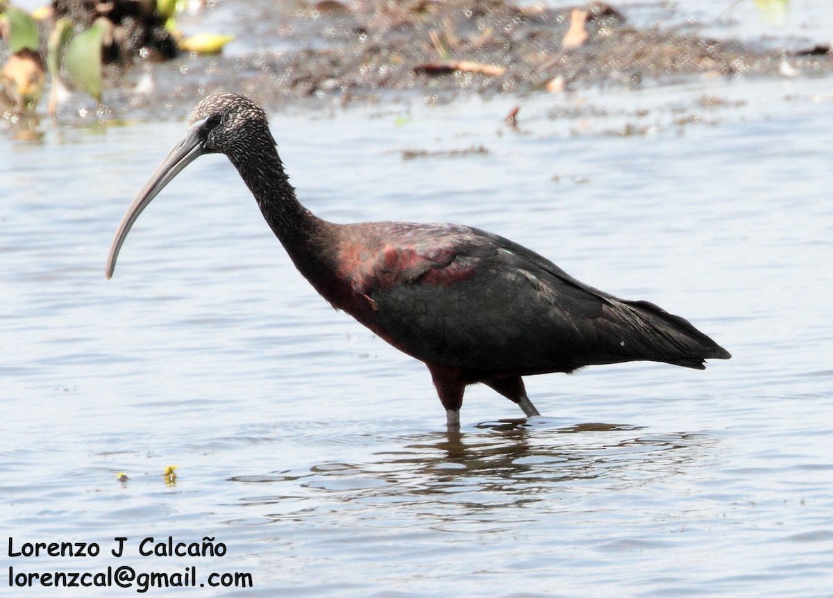 Glossy Ibis - Lorenzo Calcaño