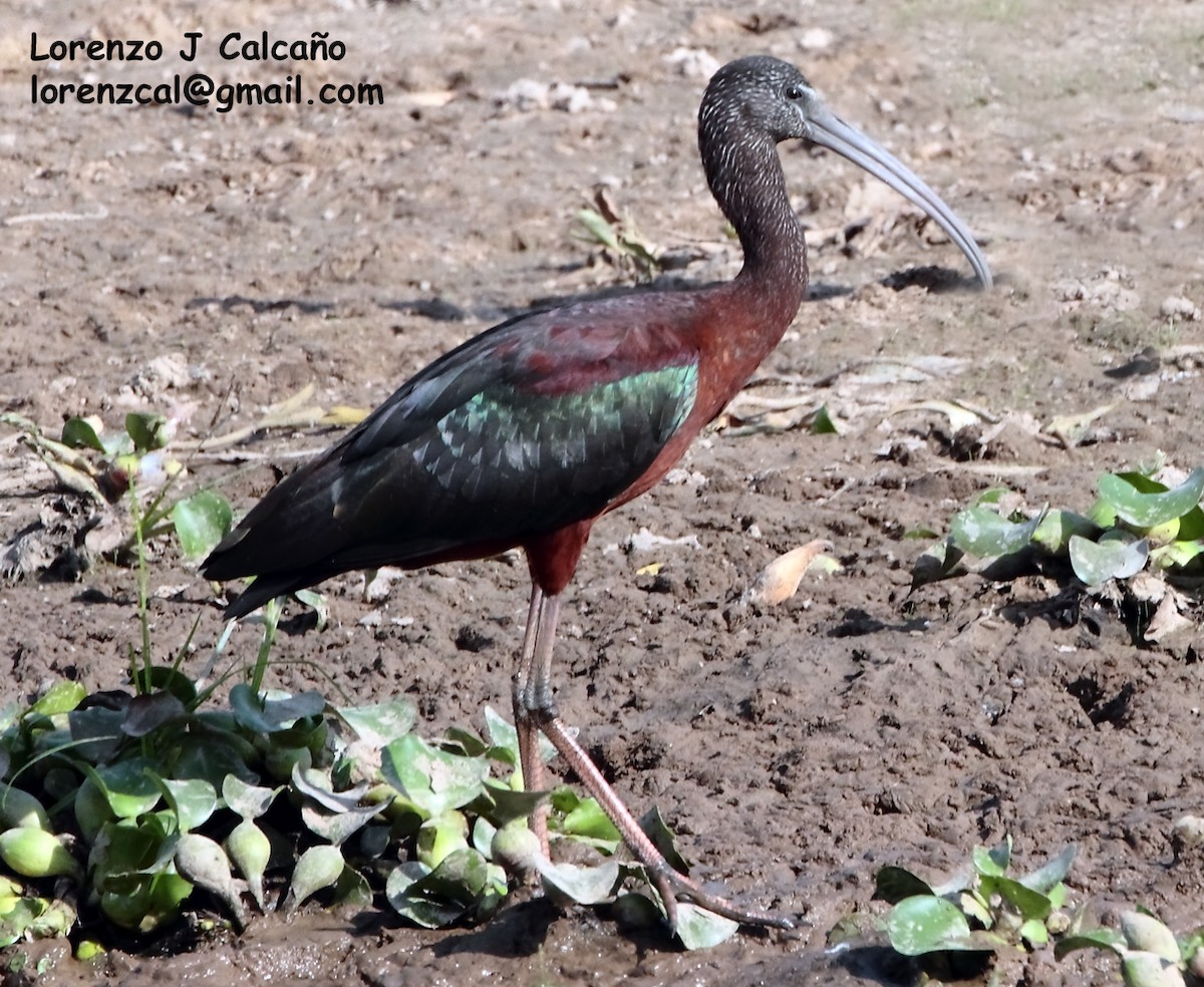 Glossy Ibis - Lorenzo Calcaño