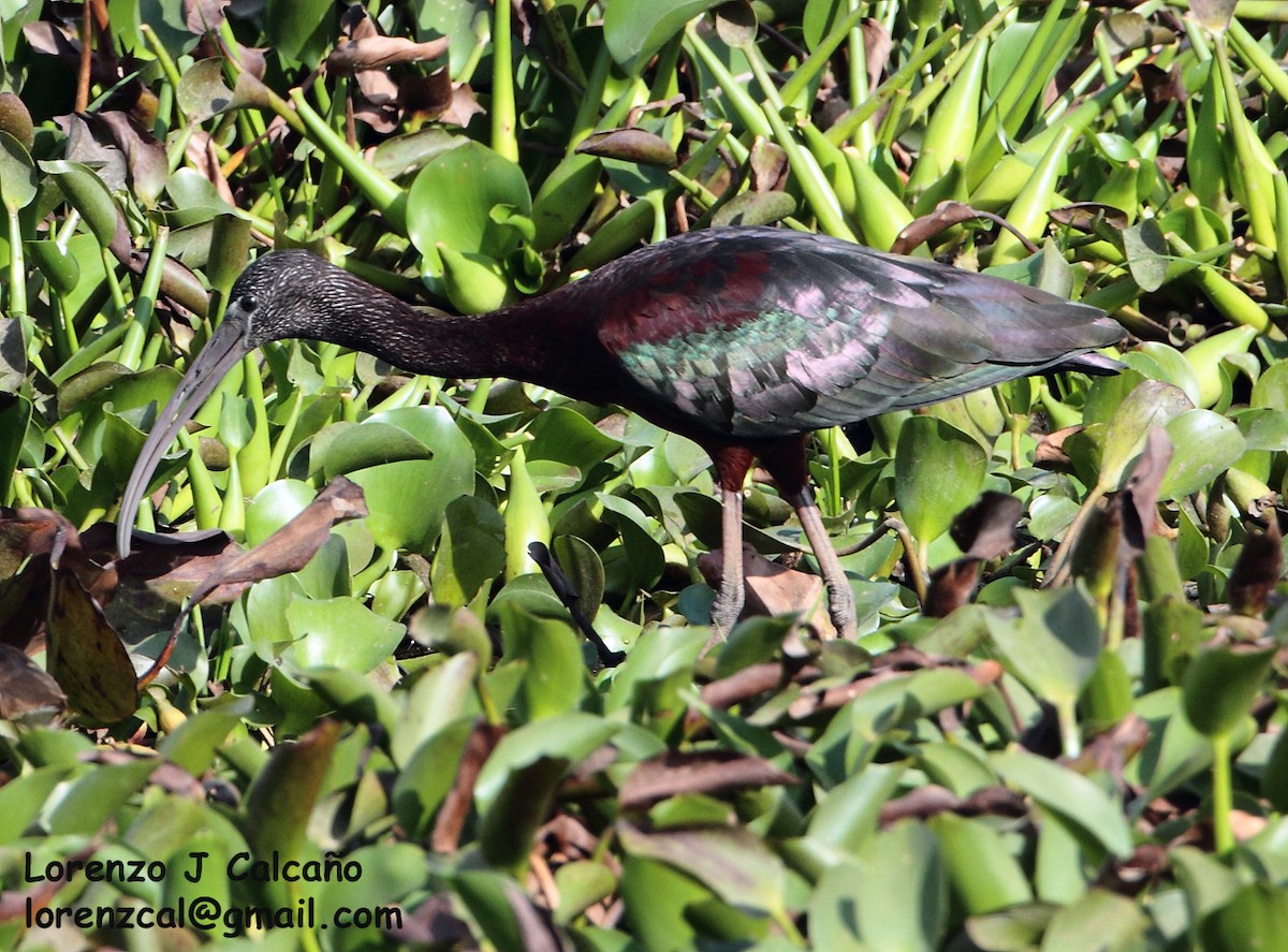 Glossy Ibis - Lorenzo Calcaño