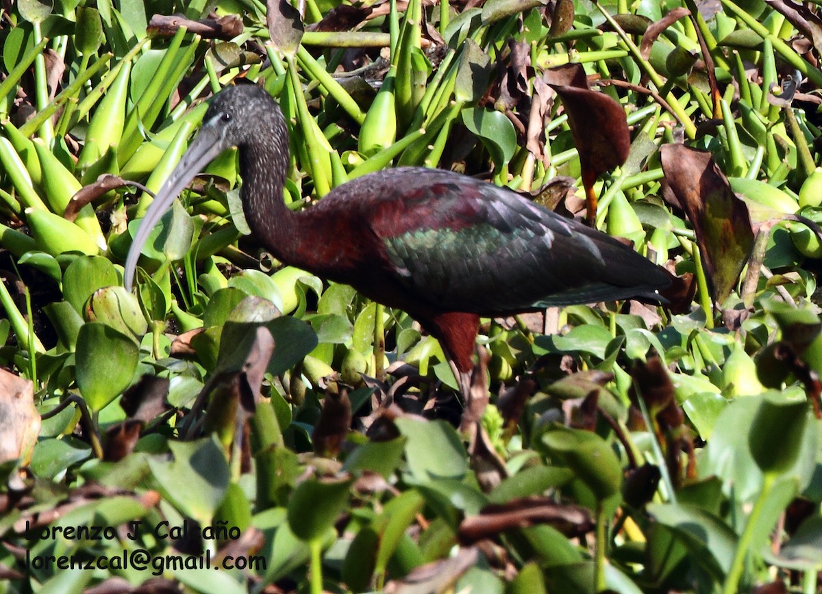 ibis hnědý - ML191965461