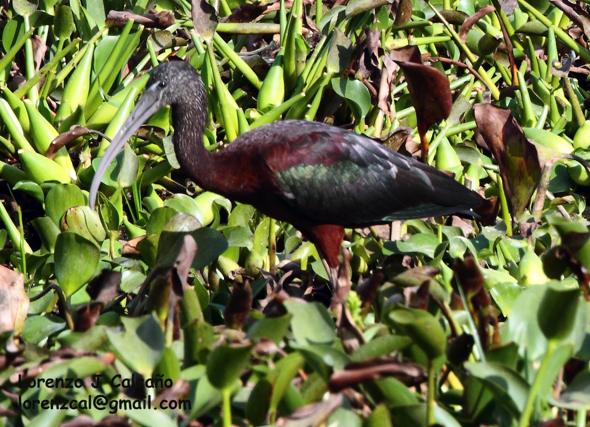 Glossy Ibis - Lorenzo Calcaño