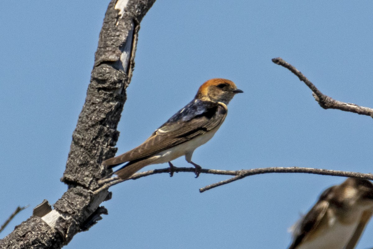 Fairy Martin - ML191966581