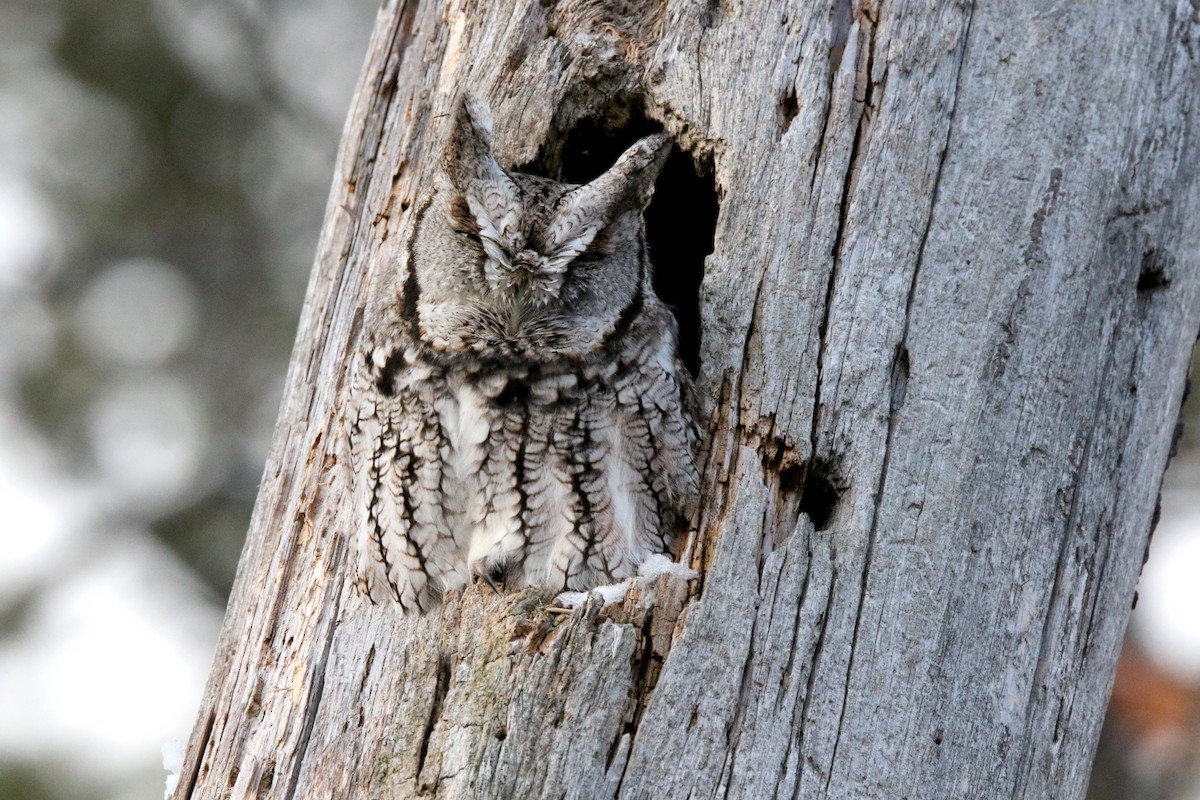 Eastern Screech-Owl - Brian Tychie