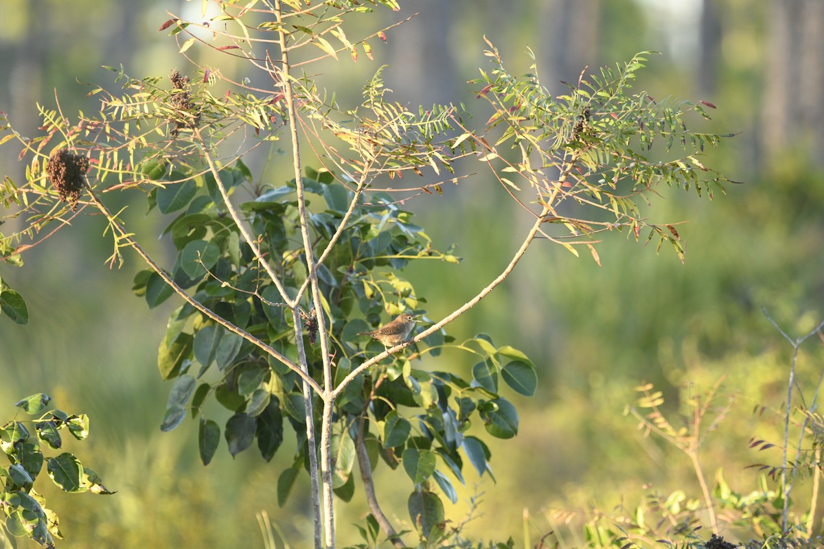 House Wren - ML191970621