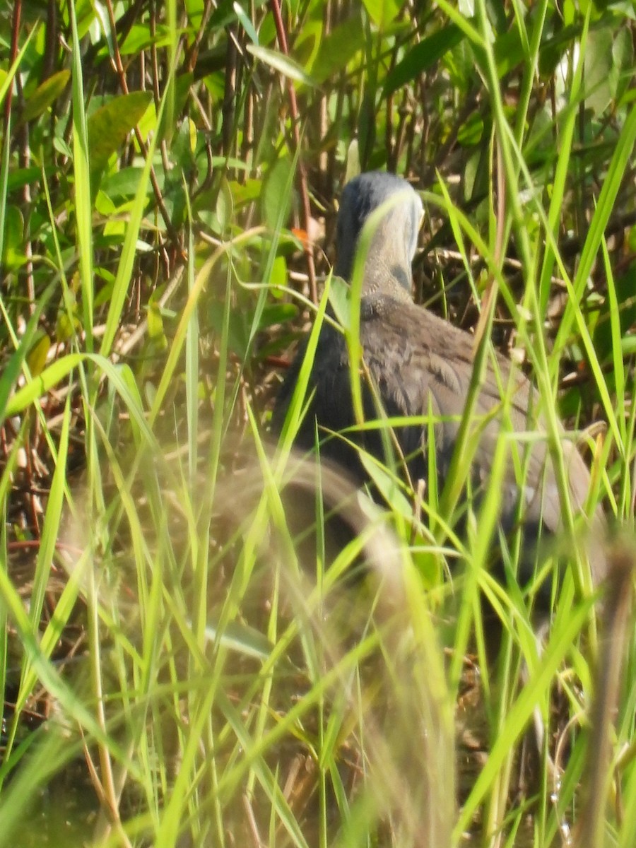 Bare-throated Tiger-Heron - ML191970781