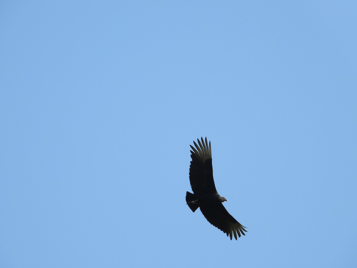 Black Vulture - ML191970951
