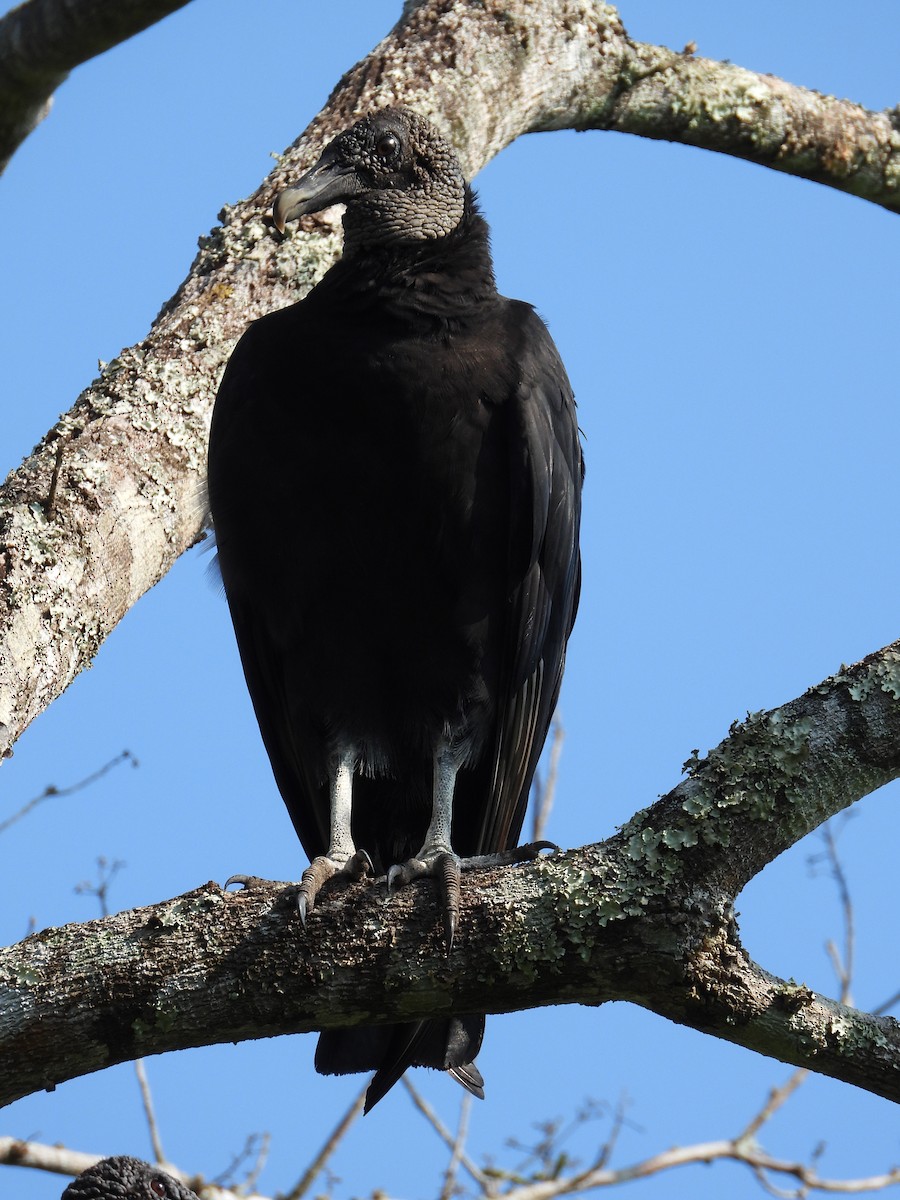 Black Vulture - ML191970961