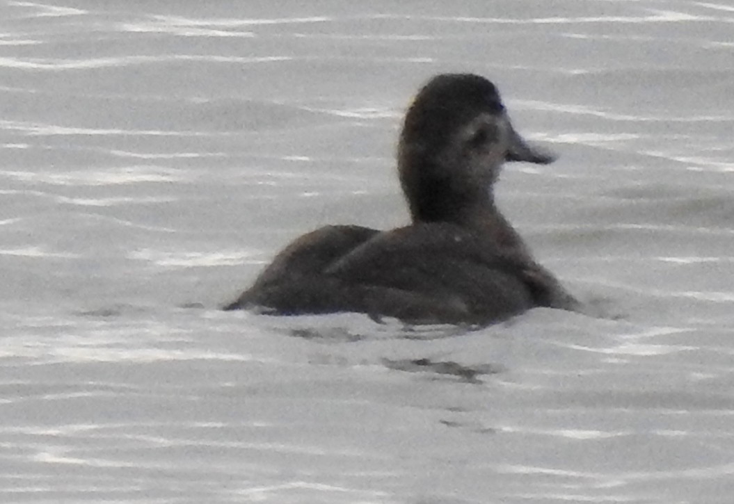 Ruddy Duck - ML191971151