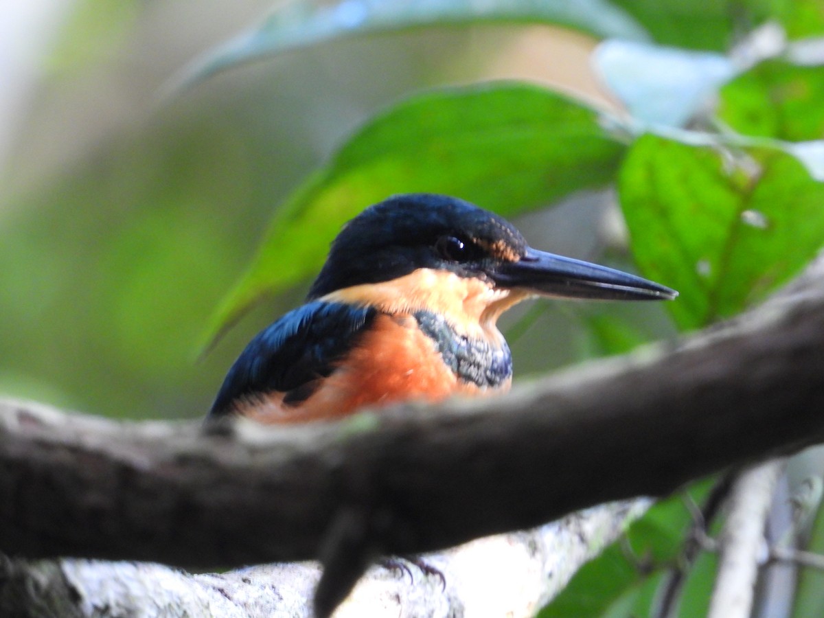 American Pygmy Kingfisher - ML191971981