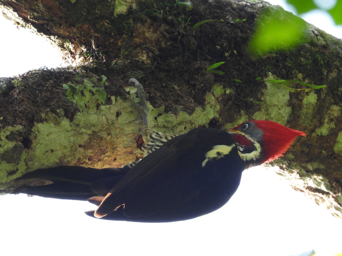 Lineated Woodpecker - ML191972221